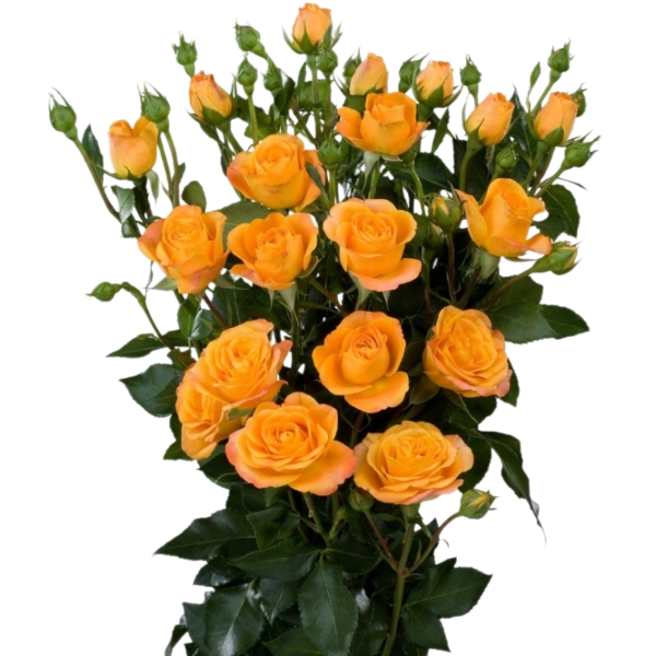 Роза кустовая
